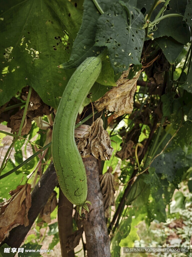 藤蔓上的翠绿丝瓜
