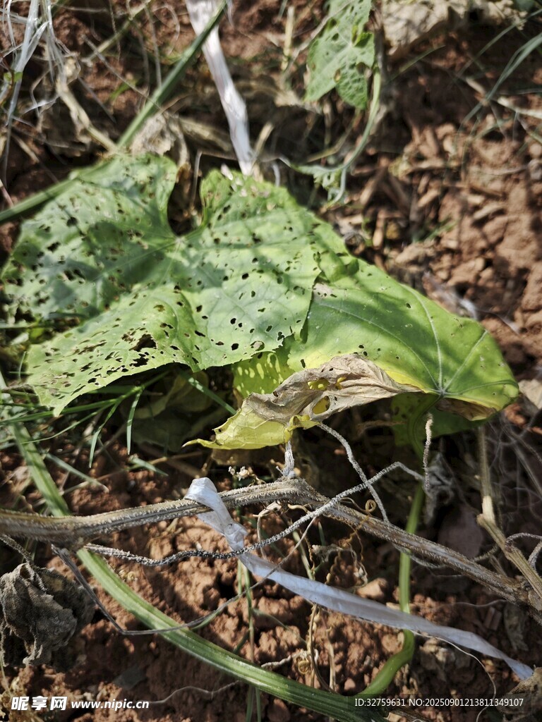 绿叶上的伪装昆虫