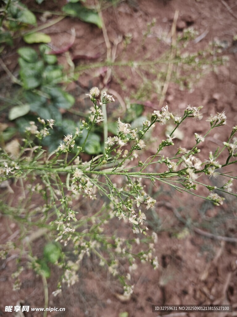 地面上的嫩绿植物