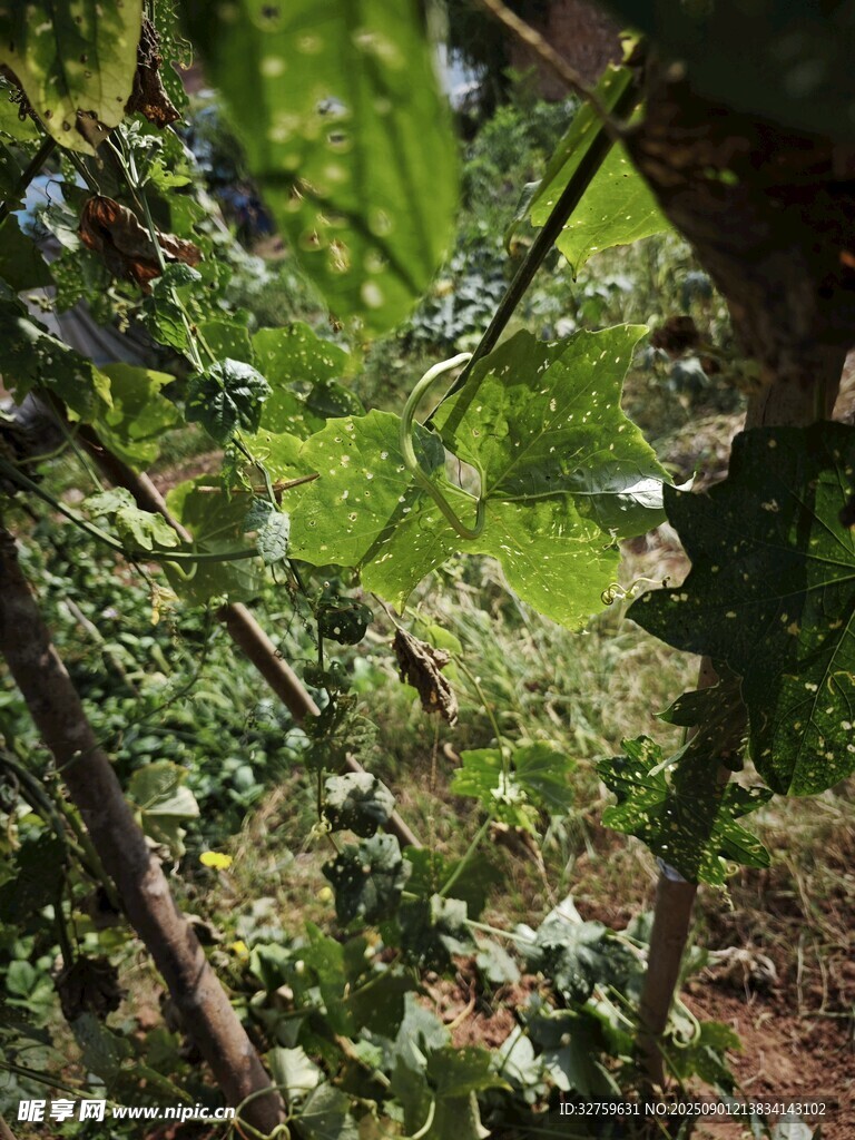 茂密绿植中的生机景象