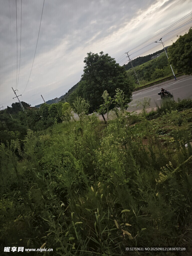 乡村野外小路旁的繁茂植被