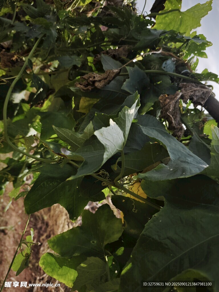 绿叶间的白色蝴蝶