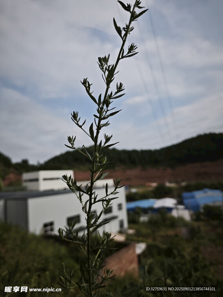 乡村绿植旁的现代建筑