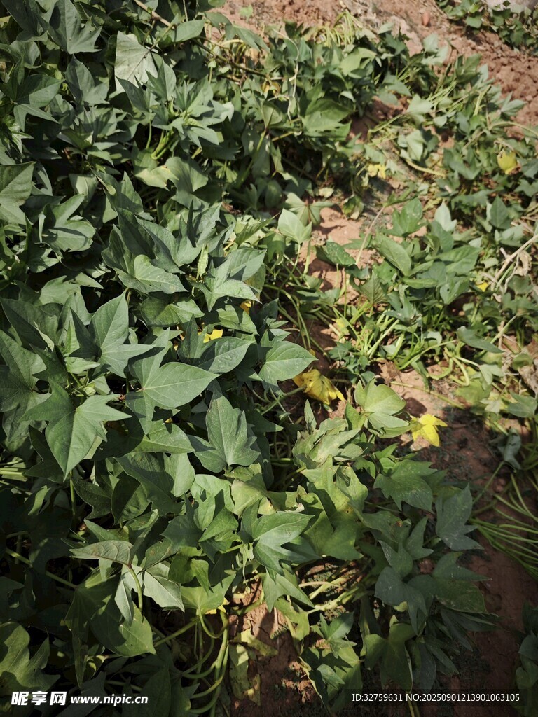 农田中的绿色植物景象