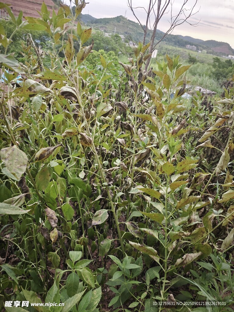野外繁茂的绿色植物景观