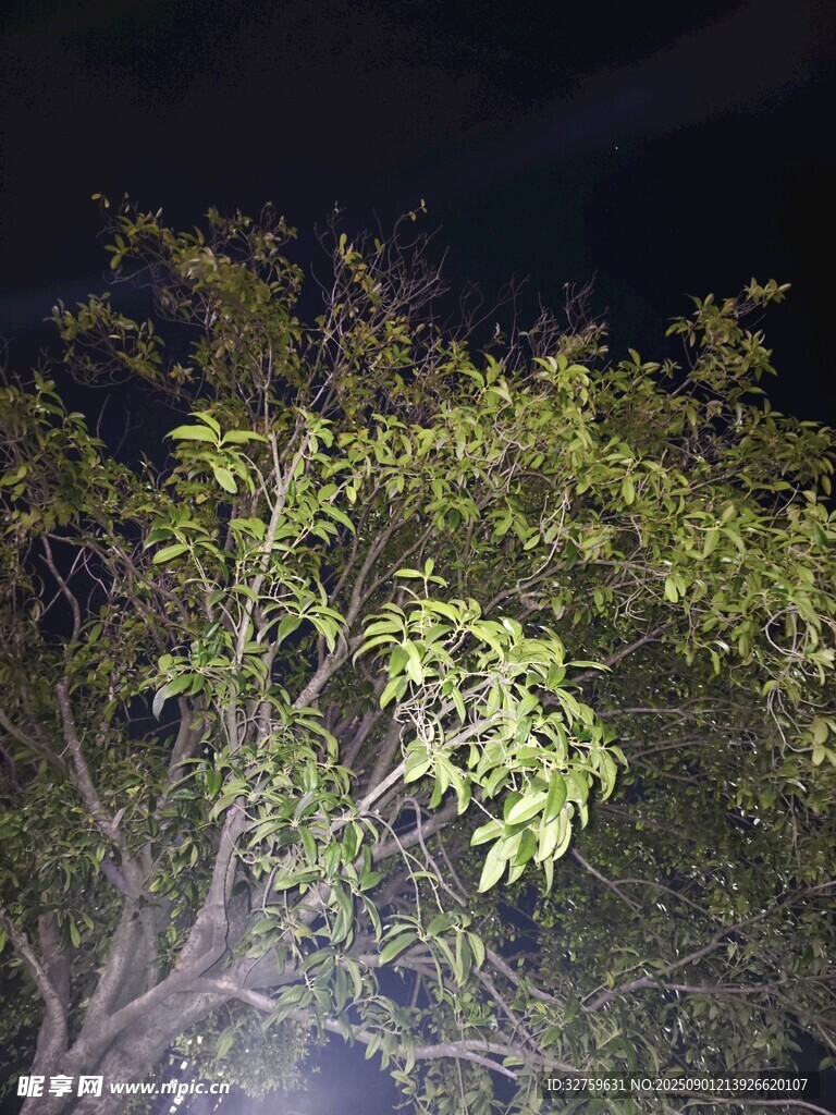 夜间树枝特写