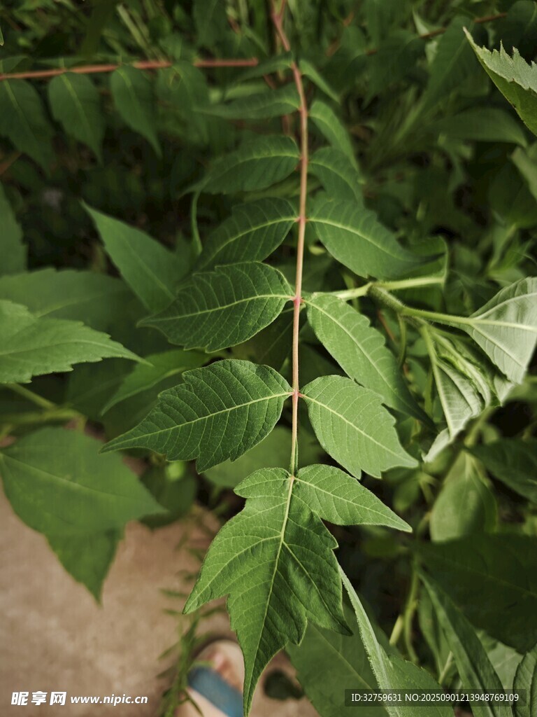 绿叶植物特写