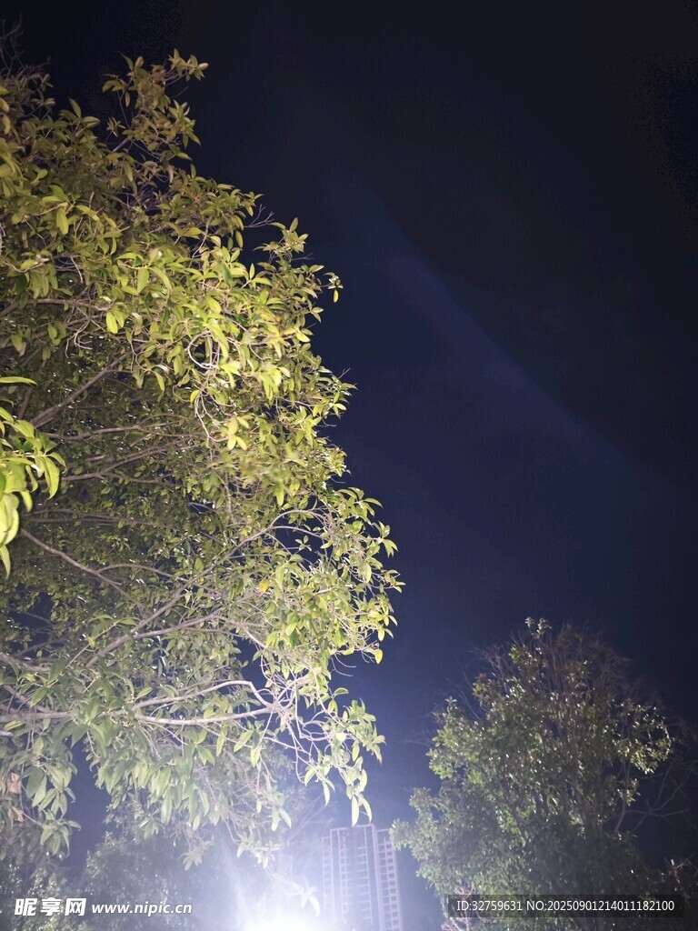 夜晚树下的明亮灯光