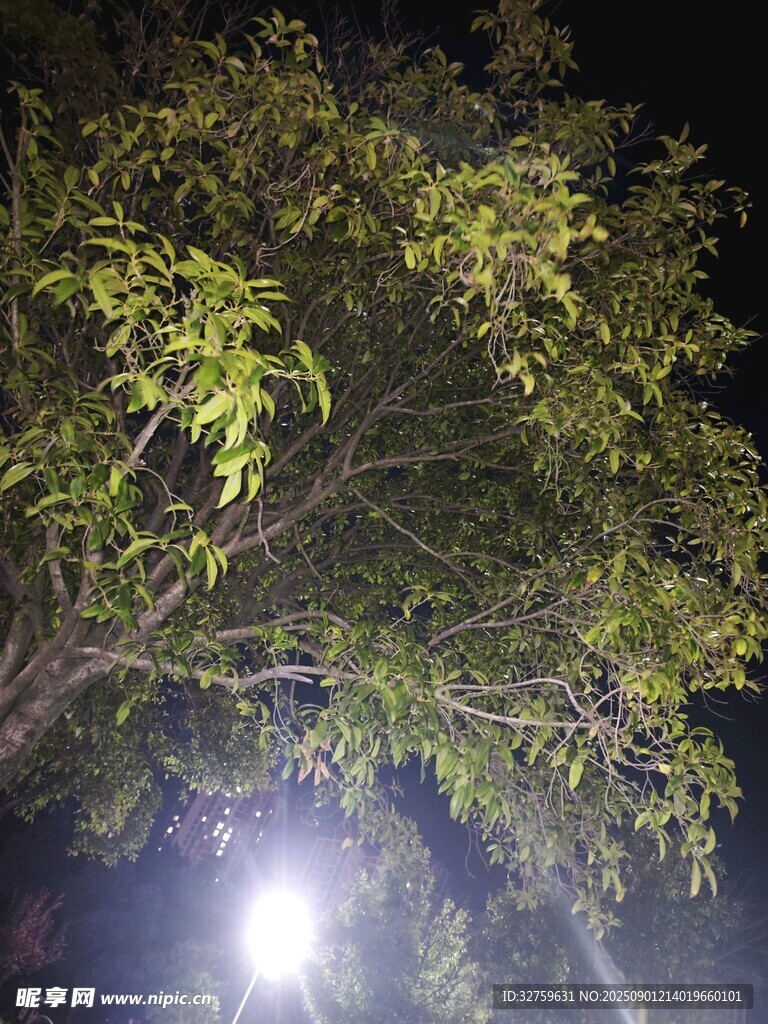 夜灯下的繁茂树枝
