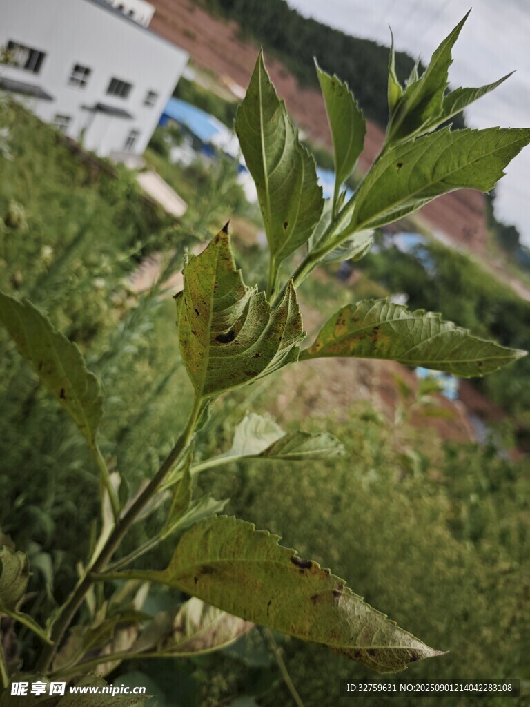 绿叶上的昆虫特写