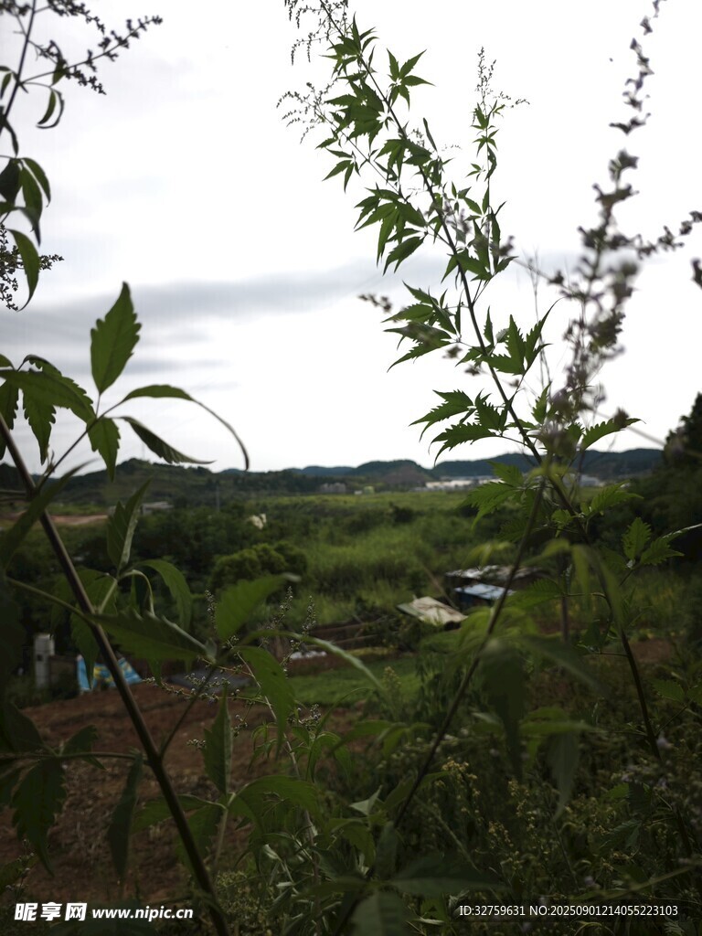 乡村野外绿植风景画面