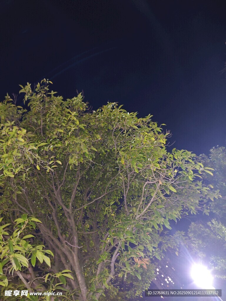 夜晚灯光下的繁茂绿树