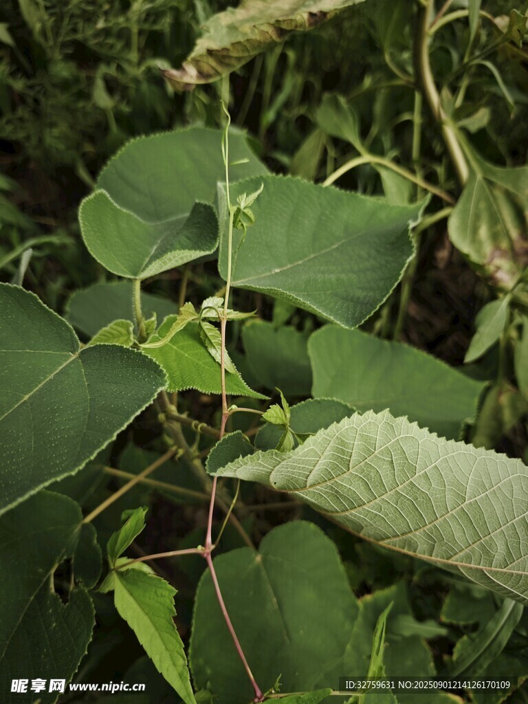 绿叶藤蔓植物特写