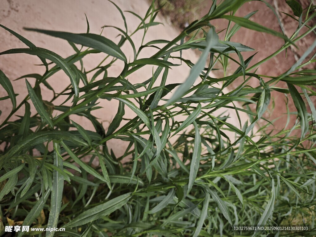 翠绿细长叶片的植物