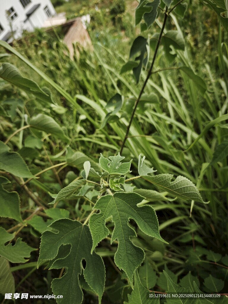 翠绿繁茂的植物特写