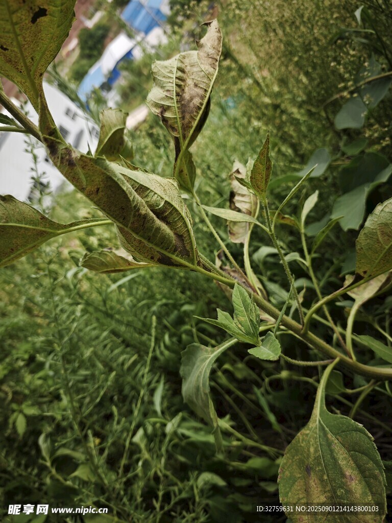 患病的植物枝叶