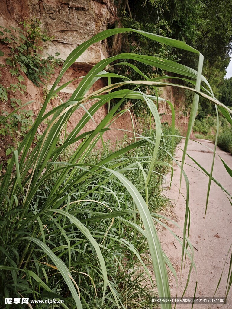 小径旁葱郁的绿色观赏草