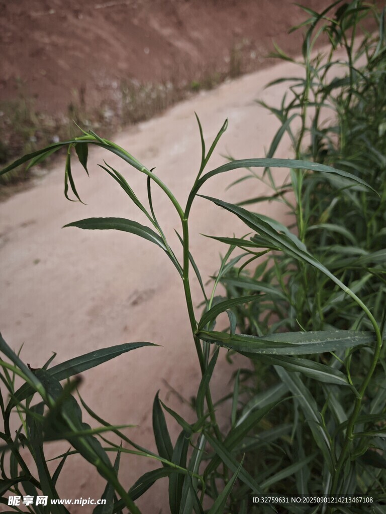 路边嫩绿的野草