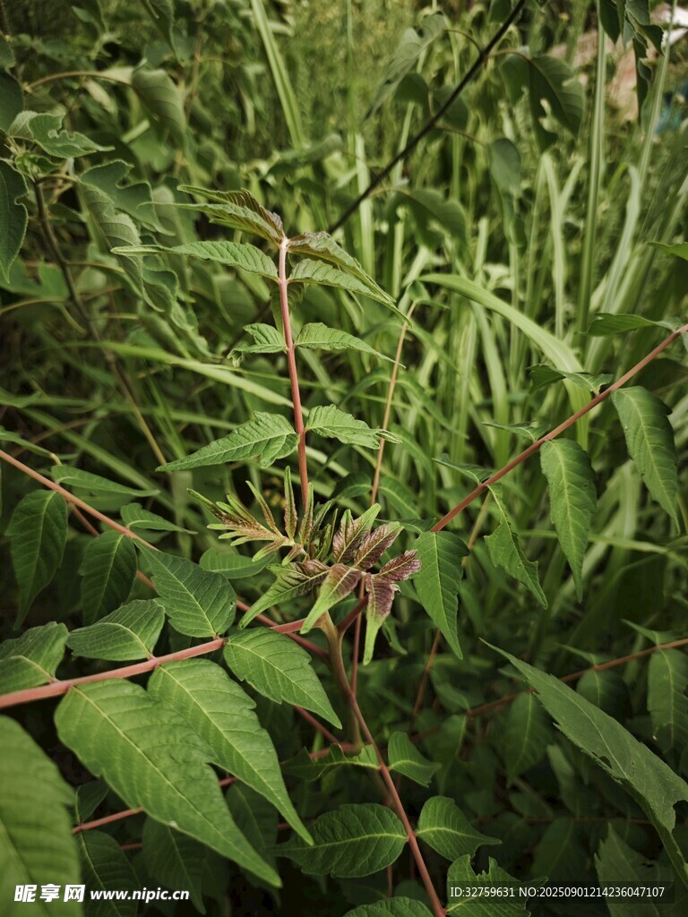 茂密绿植中的带刺植物