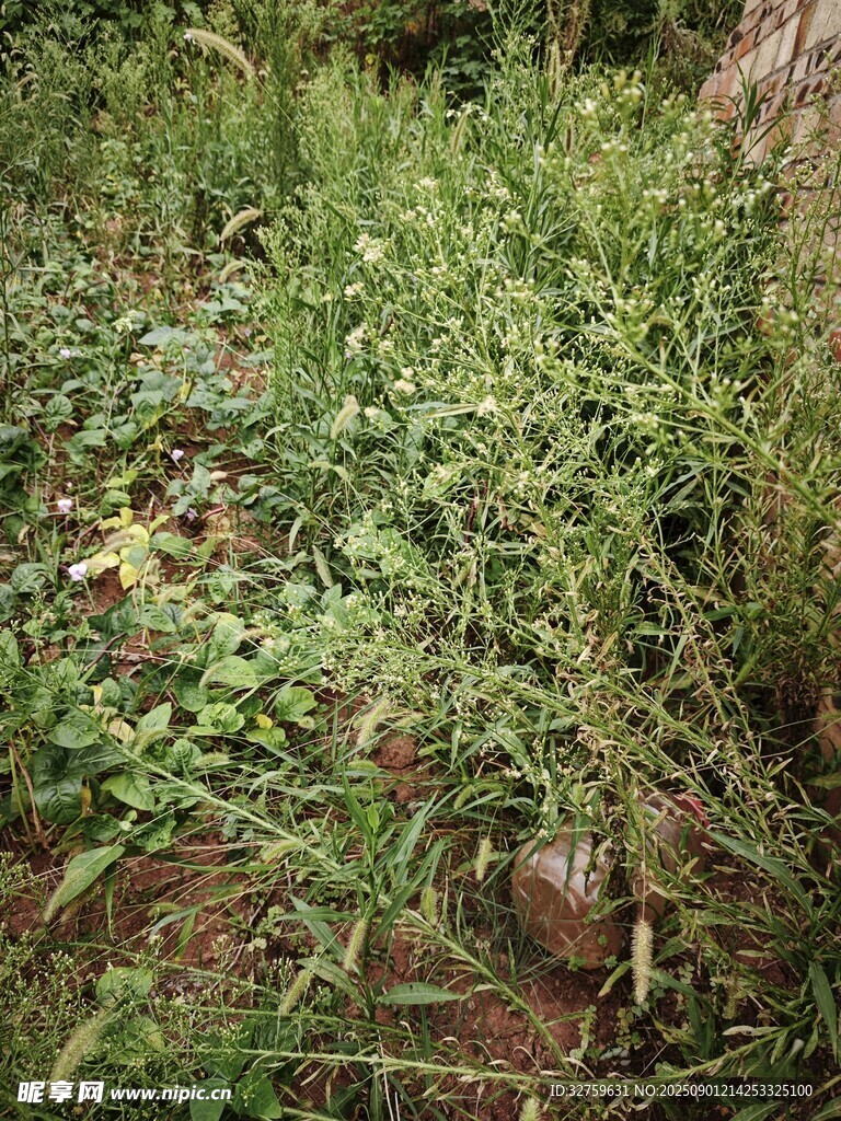 野外繁茂的绿色植物景观