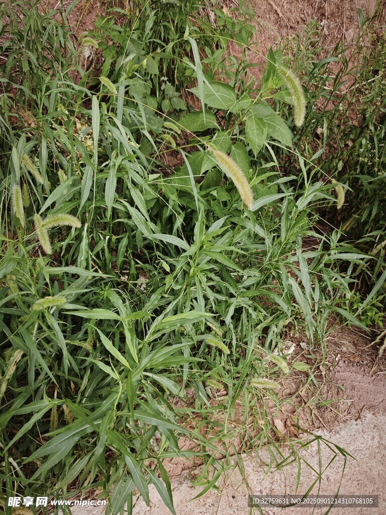 野外丛生的绿色植物