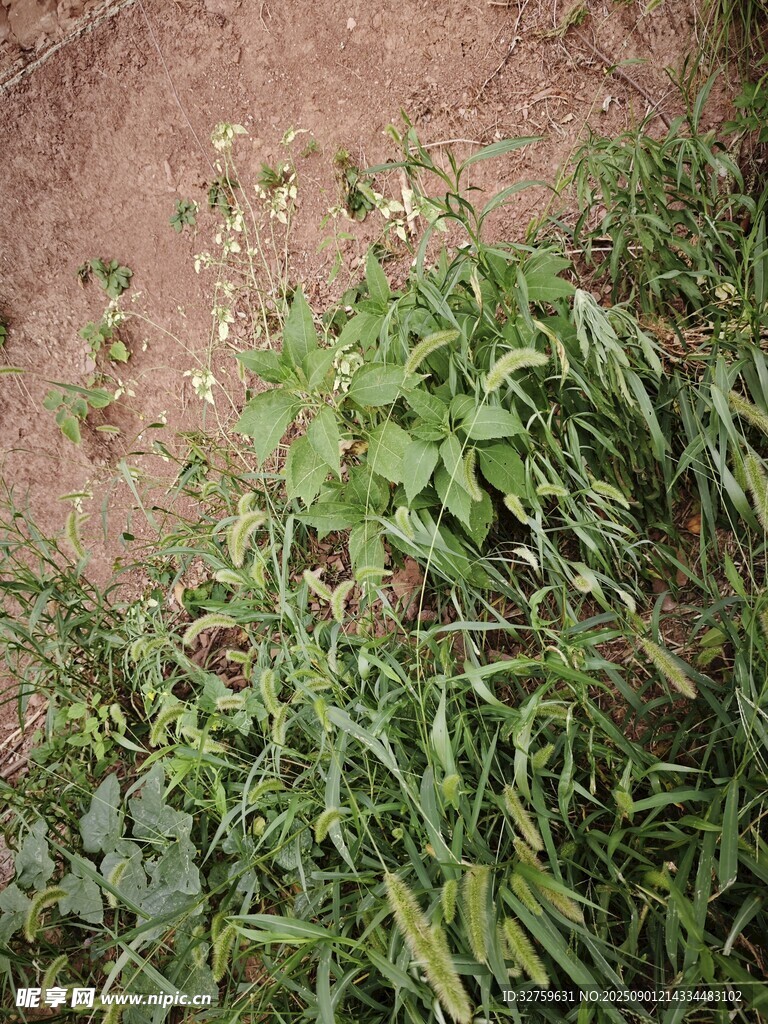 地面上的绿色植物群落