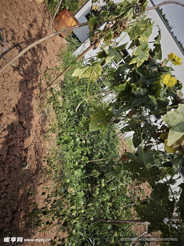 菜园里的绿植与泥土
