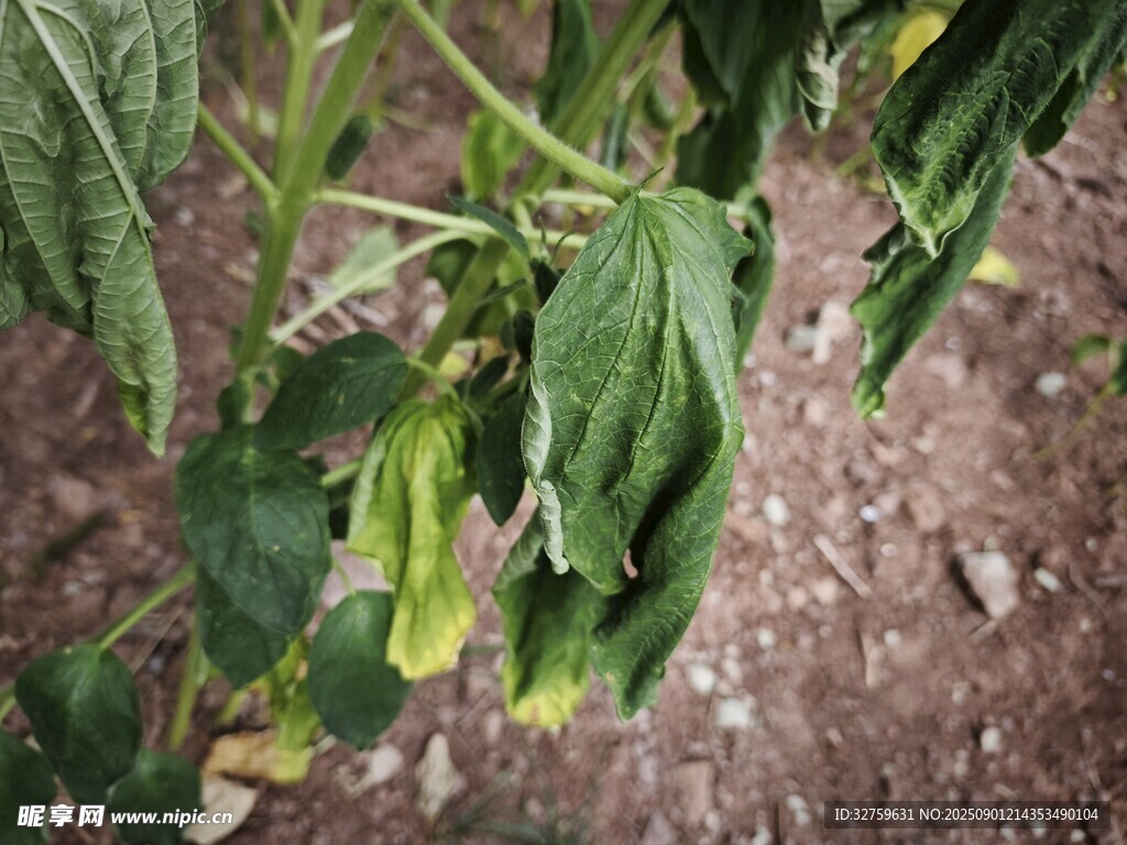生长中的绿色豆荚植物
