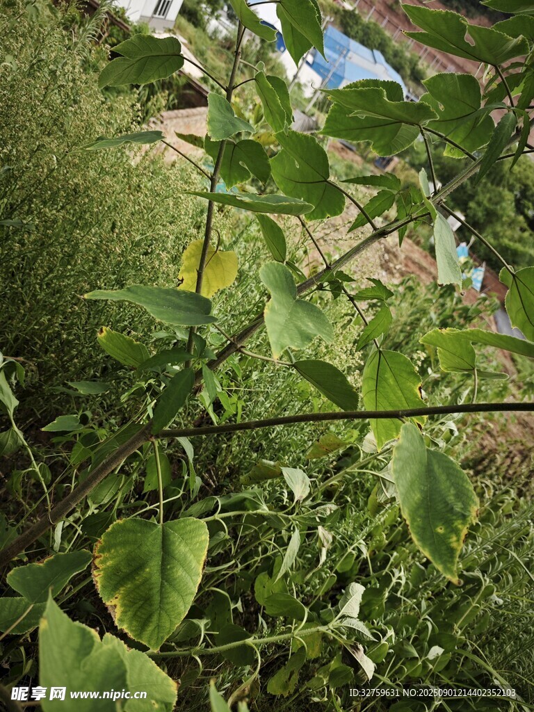 绿叶繁茂的植物景观