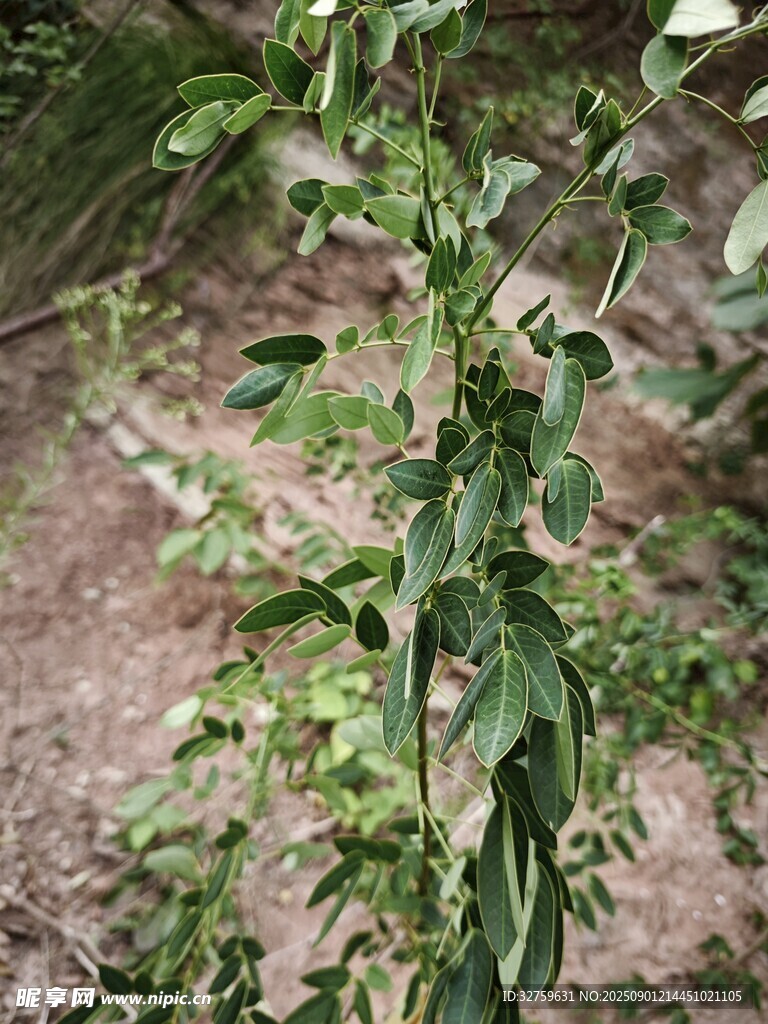 户外生长的绿色植物