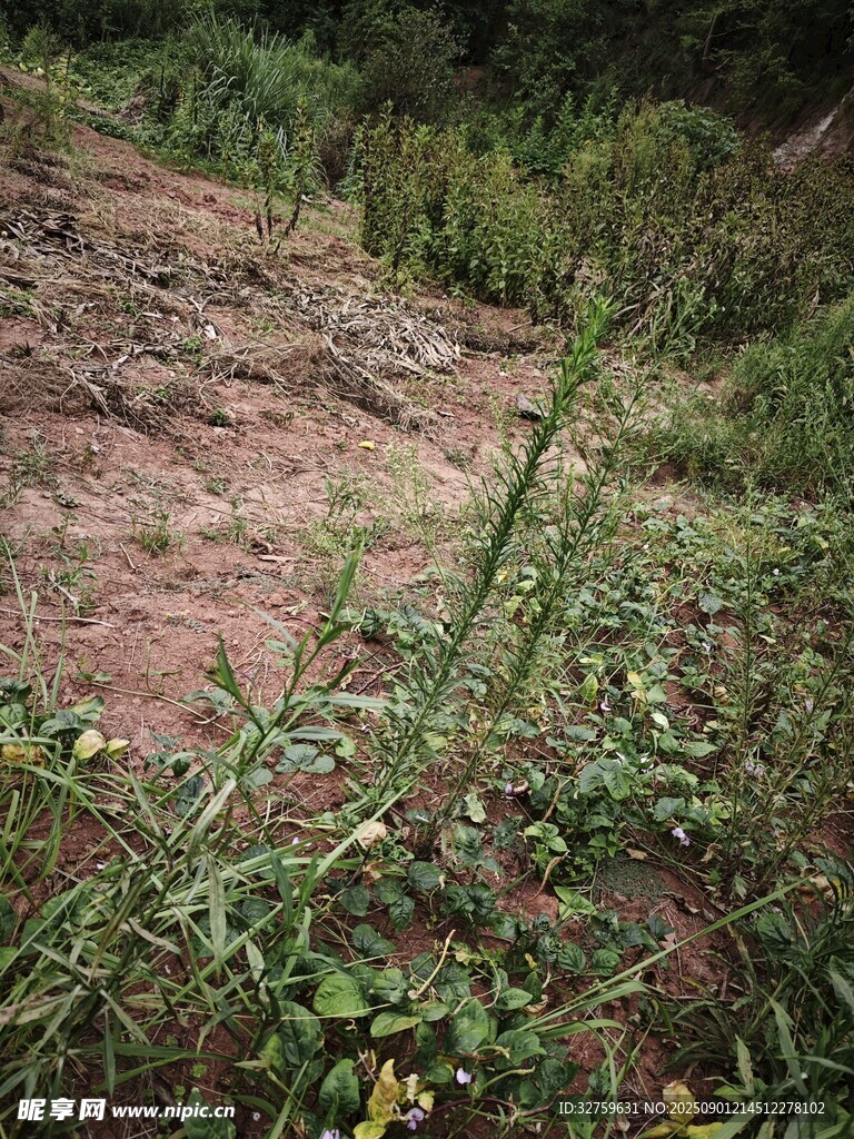 野外杂草丛生的泥土场景