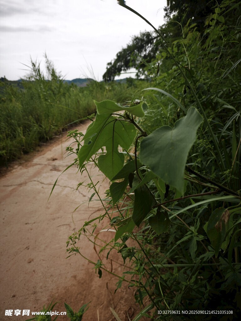 乡间泥泞小道旁绿植繁茂