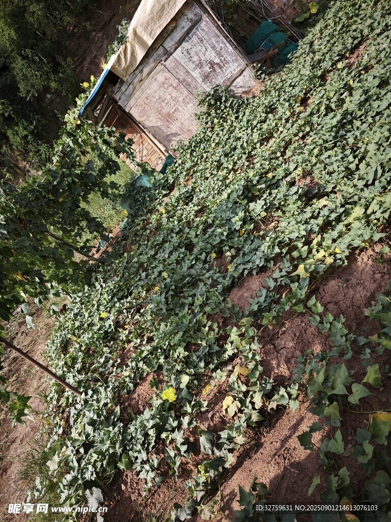 乡村绿植覆盖的一隅