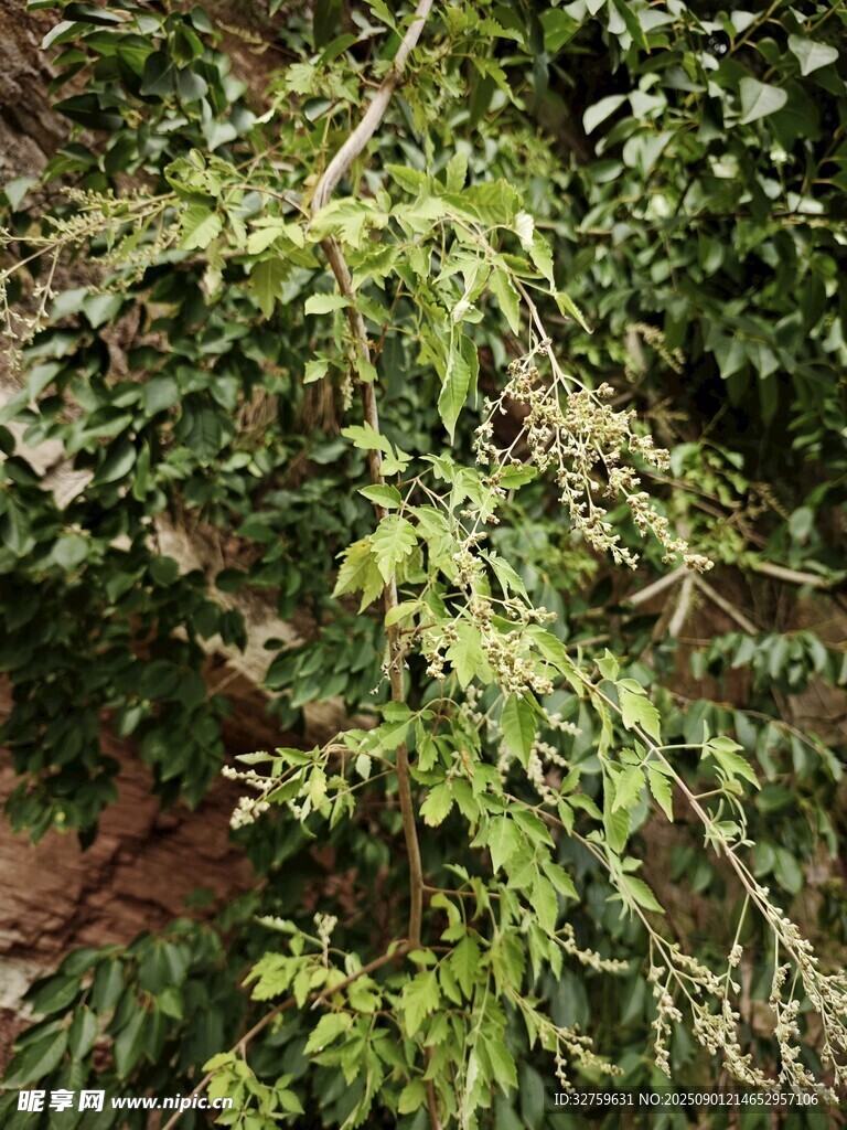 翠绿繁茂的枝叶景观