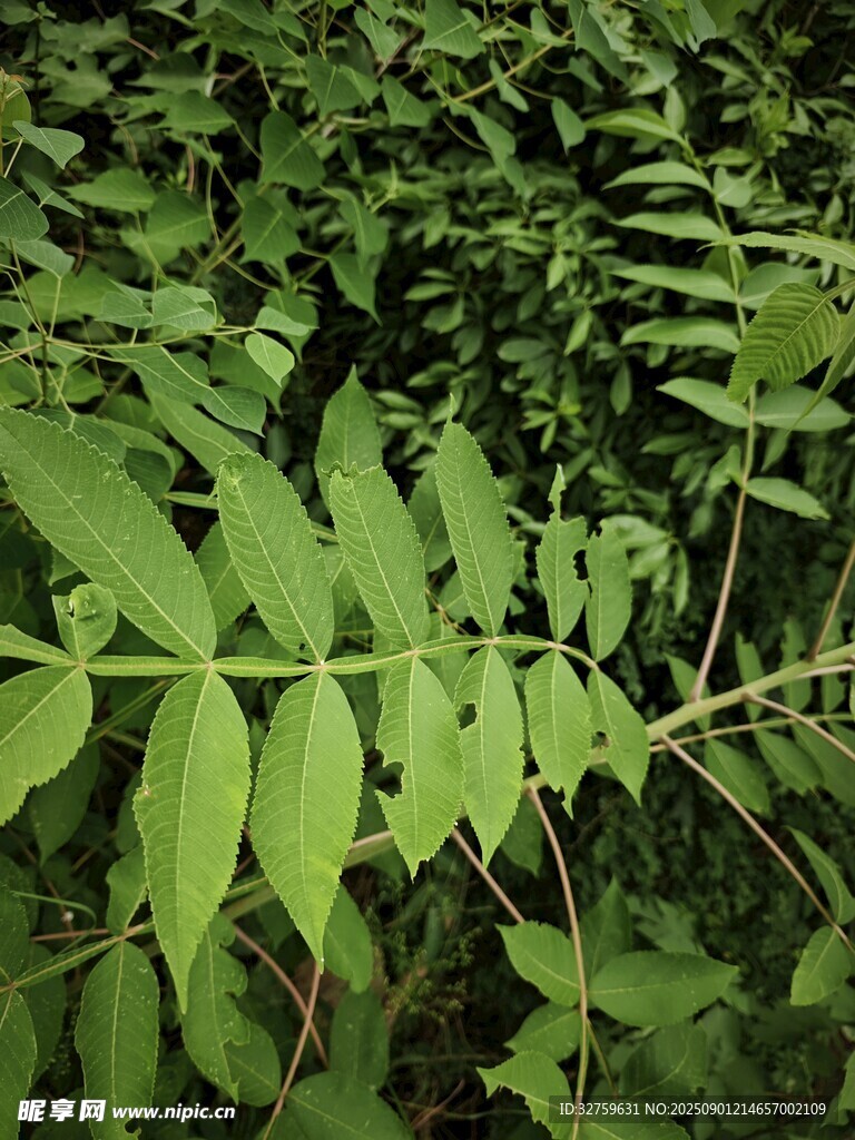 翠绿繁茂的植物枝叶