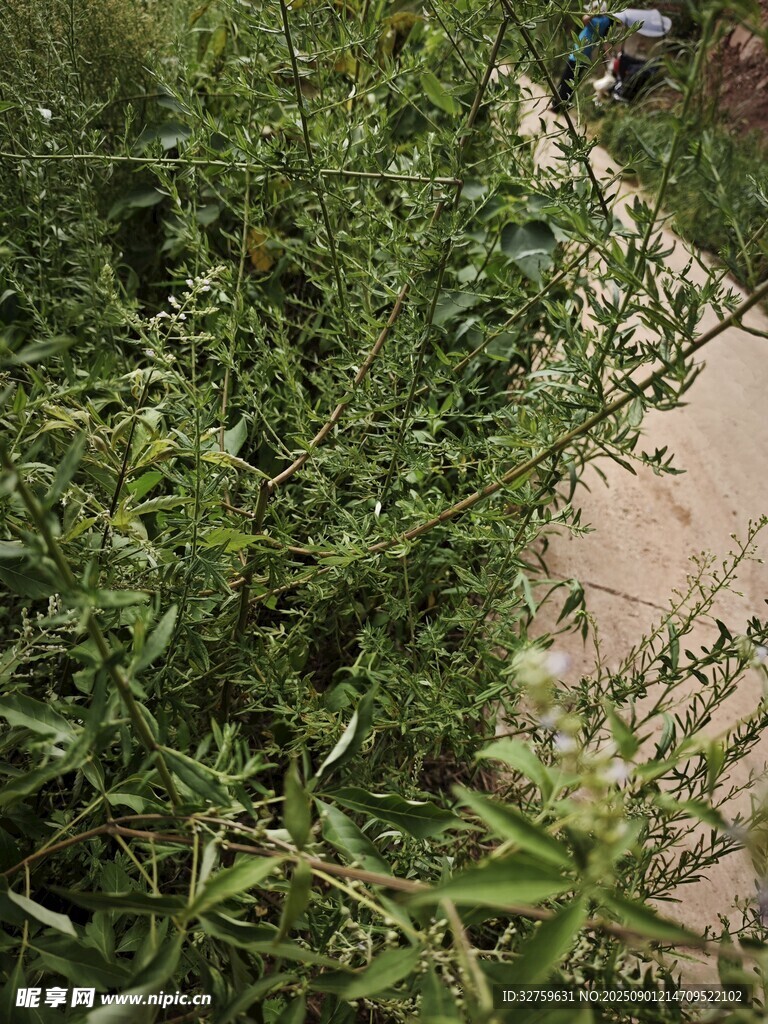 路边繁茂绿植景观