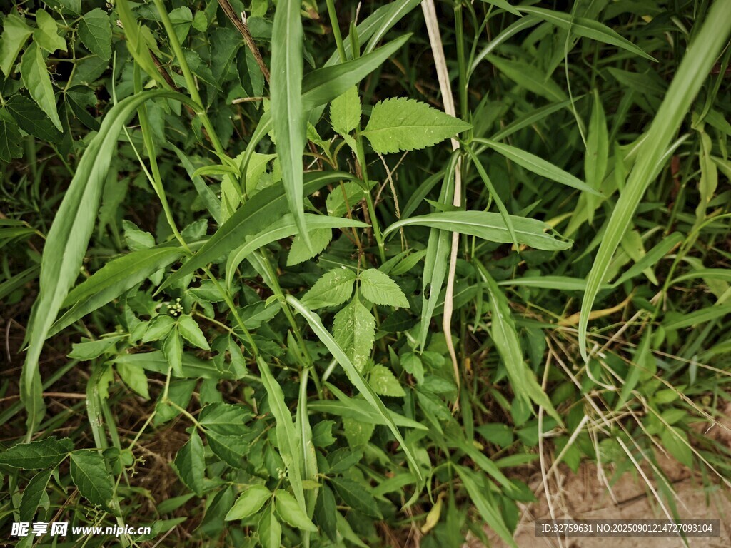 绿叶繁茂的野生植物