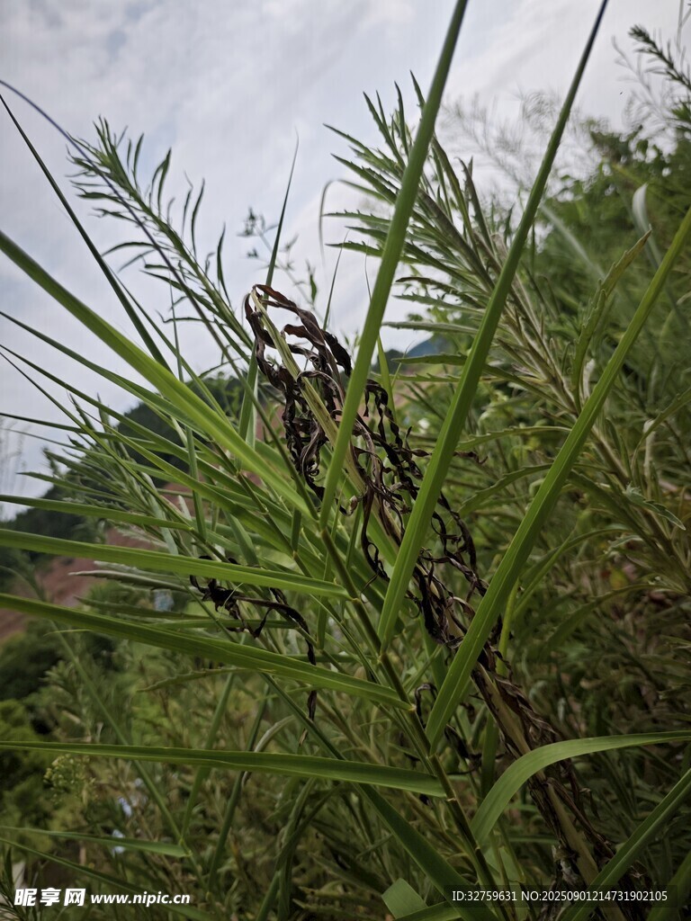 野外繁茂的绿色植物