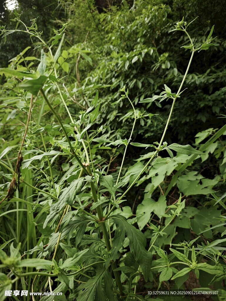 野外繁茂的绿色植物