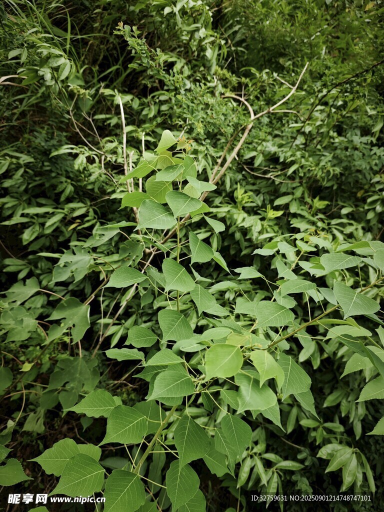 繁茂绿植景观