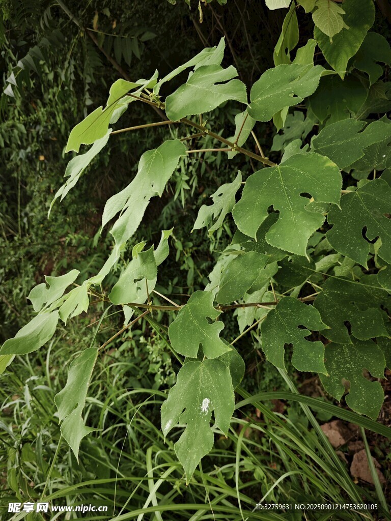 绿叶繁茂的植物