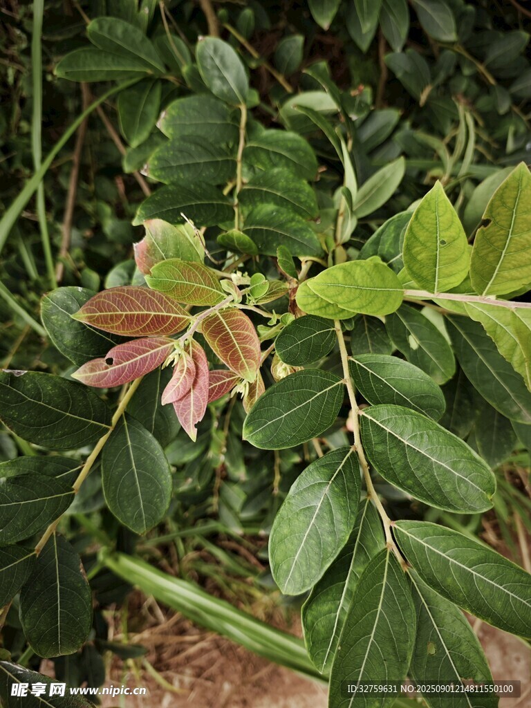 绿叶间的多彩植物花朵