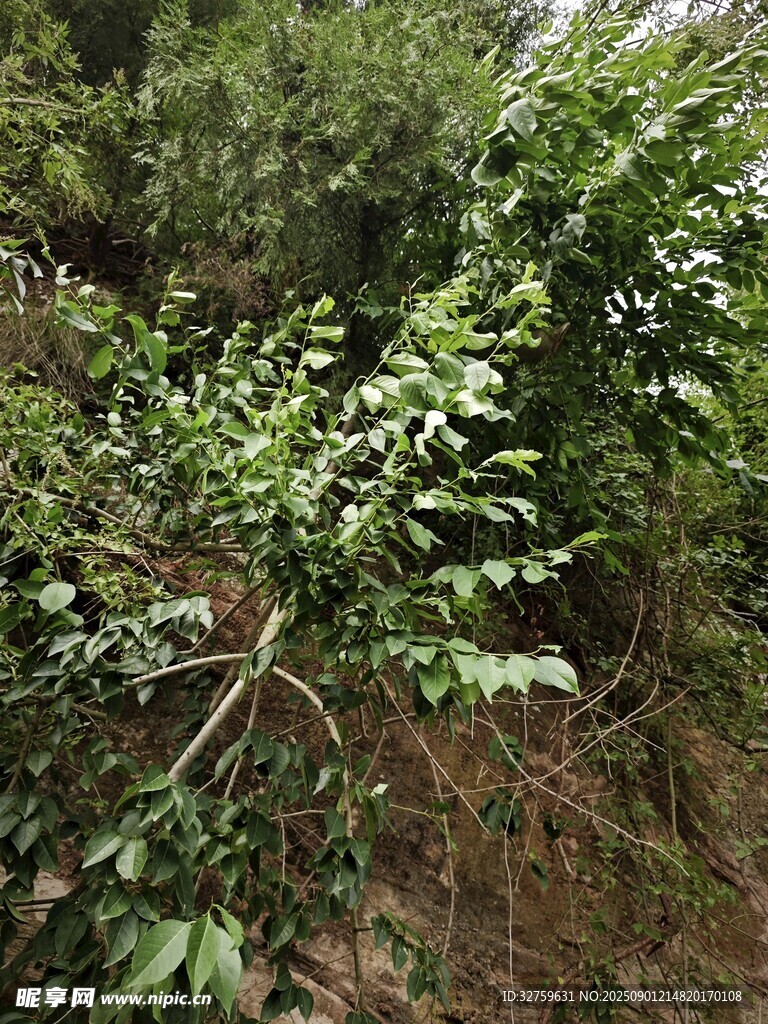 茂密绿植景观