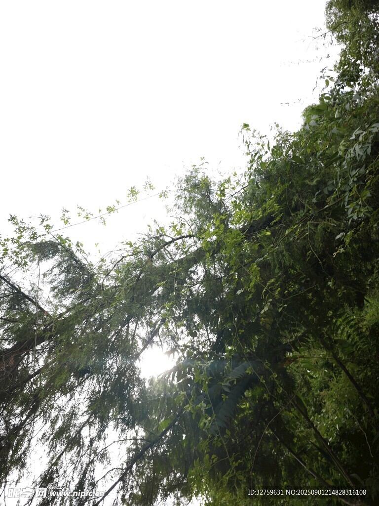 林间绿荫 