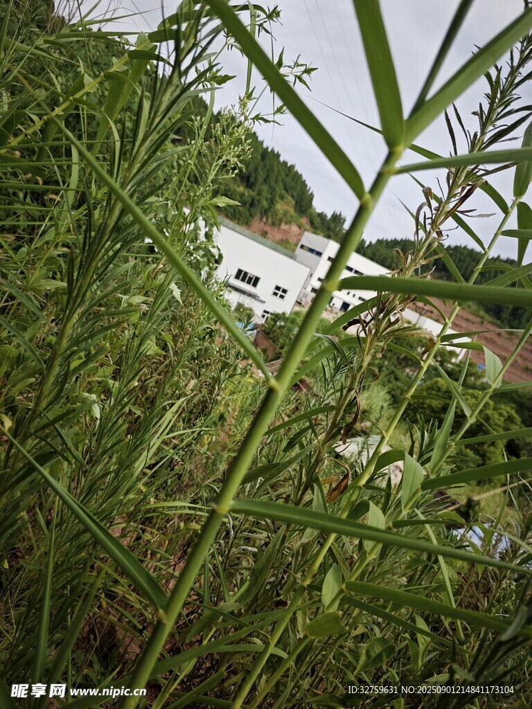 透过草丛望远处水域