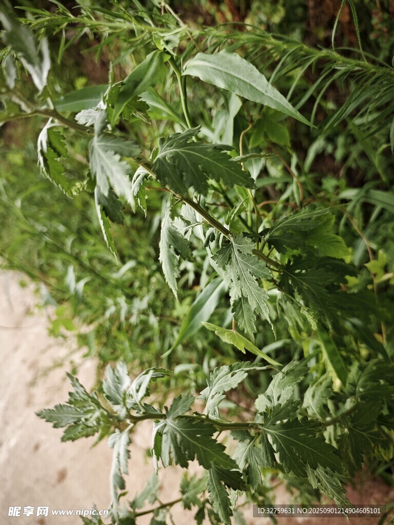 绿叶繁茂的植物景观