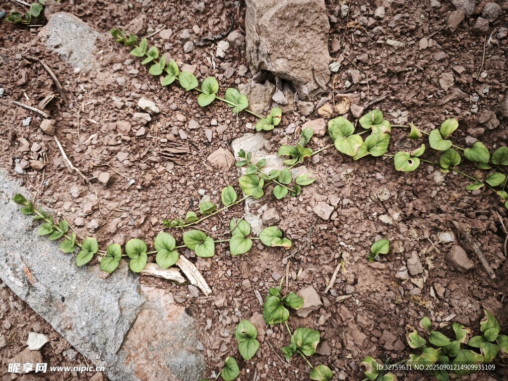 地面嫩绿植物生机初显