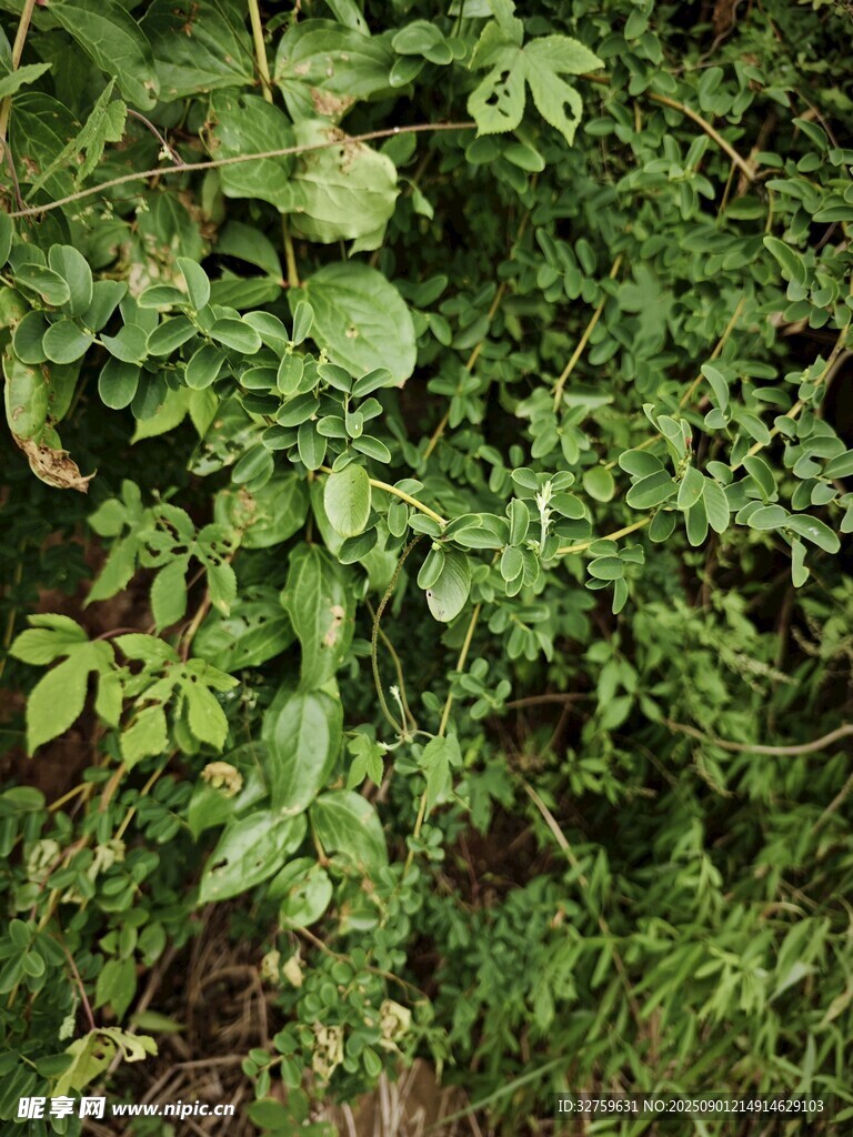繁茂绿植景观