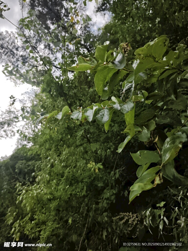 茂密丛林中的繁茂绿植