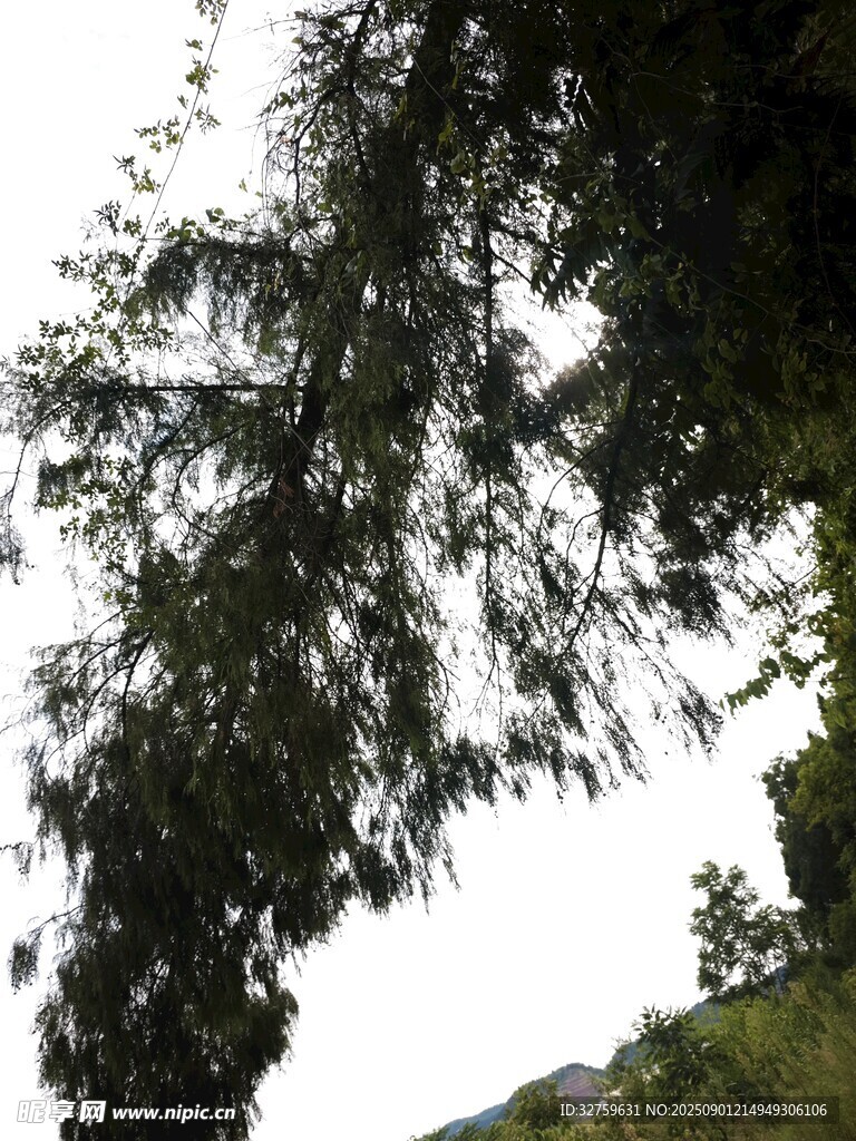 枝叶繁茂的树木景象